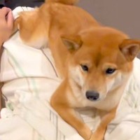 帰省中の息子が帰る前日、お別れを察した犬→『寂しい』と訴えて…離れたくなくなる『切ない光景』に感動「1秒でも長くいたいんだ」「顔が…」