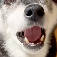 パパのことが大好きな老犬→『今日はママと仲良くしよ』と言った結果…なんだか切ない『正直すぎる光景』が102万再生「喋ってるｗ」「可愛い」