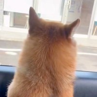 『病院いくよ』お出かけできると勘違いしている犬→車で病院についた瞬間…『文句を言いまくる光景』が10万再生「落差がｗｗ」「頑張った」