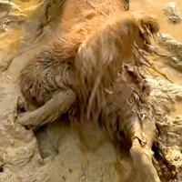雨上がり、車で2匹の大型犬と広場へ→水溜まりを発見した瞬間に…悲惨すぎる『衝撃的な光景』が125万再生「絶対わざとｗｗ」「絶望で草」