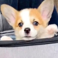 『バッグから出れない！助けて！』と慌てる子犬→下の方を見てみると…目を疑う『まさかの光景』が220万再生「助けてあげたいｗ」「たまらん」