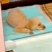 トイレの上で寝てしまう犬→やめさせるために『もう1匹の犬と寝ること』を教えた結果…『衝撃の光景』が63万再生「ドヤ顔ｗ」「なんてこった」