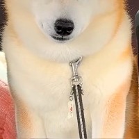病院の注射で大暴れした犬→車での帰り道、疲れ切ってしまい…まるで別犬のような『表情』が5万再生「しょぼしょぼで草」「吹いてしまったｗｗ」