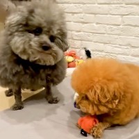 おもちゃで遊ぶ兄犬→病気の弟犬が『欲しいな』と物欲しそうに見つめた結果…優しさあふれる『まさかの行動』に感動「泣ける」「これぞ兄弟愛」