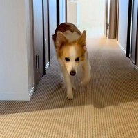 出かけようとすると『足が痛い』と訴えてくる犬→仕方なく家の中に戻った結果…『まさかの光景』に爆笑続々「完全に仮病で草」「頭良すぎｗｗ」