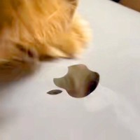 『マジでやめて』MacBookをいじっていたら、犬が『Appleマークを食べれる』と勘違いして…激しい攻防戦が215万再生「草」「ジワるｗ」