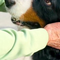 『本当、いい子だねえ』外出中におばあちゃんと出会った超大型犬→あまりにも尊い『ふたりのやり取り』が12万再生「めっちゃ可愛い」「素敵…」