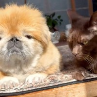 おじいちゃん犬とおじいちゃん猫が、仲良く日向ぼっこをして…いつまでも見ていたい『尊すぎる光景』に反響「癒しの時間」「空気感好きすぎる」