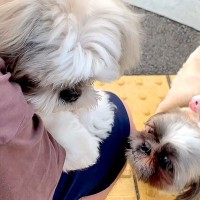 朝、犬見知りのワンコが『8匹の犬に囲まれてしまった』結果→想像以上にビビりまくり…わかりやすい態度に反響「気持ちわかるｗ」「愛おしい」