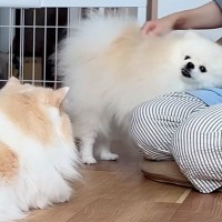 朝、寝起きだと『甘えん坊』になる犬と猫→飼い主のもとに集まって…幸せすぎる『素敵なひととき』が10万再生「羨ましい」「モフるの忙しいｗ」