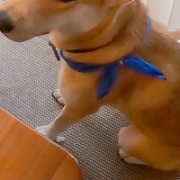 母と姉が旅行中、元気無く『悲しい顔』をする犬→帰宅後…愛を感じる『再会の瞬間』に反響「嬉しさが伝わって泣けた」「家族が大好きなんだね」
