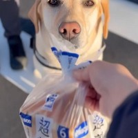 日曜の朝、夫婦が『大型犬とコンビニまでお出かけした』結果→買ったパンを差し出すと…お手伝いの様子が可愛いと反響「うちに配達してほしい」
