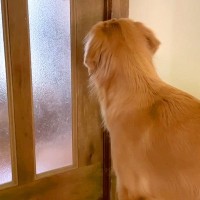 大型犬が『初めてママとふたりっきりでお留守番をした』結果→『独り占めで喜ぶかな』と思いきや…予想外な光景に反響「みんな一緒がいいんだね」