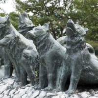 樺太犬｜犬種の特徴と性格、有名な理由や現在の状況まで解説