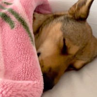 『病院に注射行くよ』と告げられ、寝たふりをする元野犬→布団をめくってみたら…幼稚園児のような光景が18万再生「人間みたいｗ」「愛おしい」