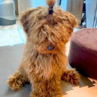 ボサボサに毛が伸びた犬を『初めてトリミングした』結果→同じ犬とは思えない『まさかの大変身』が10万再生「おめめ可愛すぎる」「笑顔が最高」