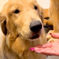 口の中に何かを隠している大型犬→『ちょうだい』と手を差し出すと…丸ごと隠していた『まさかのモノ』に驚き「噛まずに大事にｗｗ」「たまらん」
