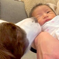 妊娠中、ずっと寄り添い続けてくれた犬→出産後『赤ちゃんと初めて会った』結果…涙が出るほど素敵な物語が41万再生「心が温まる」「頼もしい」