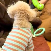 眠っていたら、犬が『遊んでほしい』とおもちゃを持ってきて…まさかの『お供え物』を添える光景が11万再生「パパもお疲れ」「なんて健気」