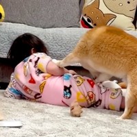 1歳の女の子が『柴犬に押し倒されてしまった』結果→大型犬が駆け寄って…頼もしすぎる『まさかの光景』が44万再生「相棒のよう」「優しい」