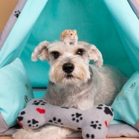 犬と『相性がいい動物』5選　多頭飼いしやすいと言われる理由とは？