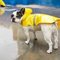 梅雨に気をつけたい『犬の病気』5選　湿気が原因による注意すべき症状まで