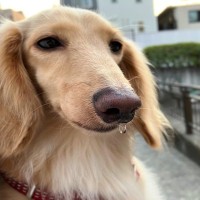 犬の『鼻水』注意すべき状態5つ　今すぐに病院へ行くべき症状や考えられる病気まで