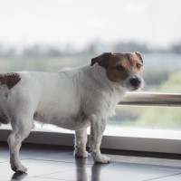 犬が『しっぽを下げている』理由3つ　ネガティブな感情になっているの？注意すべき状態まで