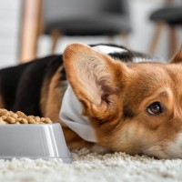 犬も天候によって体調を崩すことがあるの？気圧の変化による注意すべき症状とは