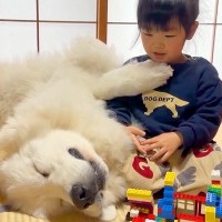 レゴで遊ぶ3歳の女の子→隣で爆睡していた超大型犬が、寝ぼけて…ギャップがありすぎる『赤ちゃんな光景』が31万再生「微笑ましい」「最高」