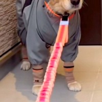 雨の日、濡れないよう『大型犬にカッパを着せた』結果→忍者のようになってしまい…納得のいかない表情に反響「出陣でござるｗｗ」「困ってて草」
