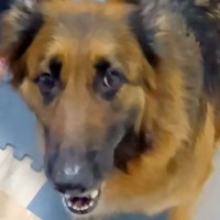 パパと散歩に行きたい犬→ママが連れて行こうとした結果…あからさま過ぎる『態度の違い』に反響「パパっ子ちゃん」「ママさんかわいそうｗ」