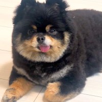 『お腹空いた？』と犬に質問してみた結果→鳴くかと思ったら…犬とは思えない『意思疎通の仕方』が33万再生「絶対前世は人」「想定外だったｗ」