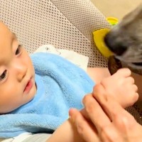 赤ちゃんを『保護犬のおやつ係をさせた』結果→上手に食べさせた、次の瞬間…あまりにも尊い光景に反響「笑顔がたまらん」「仲良しになった」