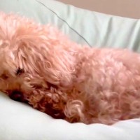耳が聞こえない老犬→寝ていたので『びっくりさせずに起こす方法』を試した結果…無償の愛を感じる『尊い光景』に10万いいね「天使」「可愛い」