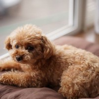 犬が短命になる飼い主の『親バカ行為』5選　愛犬の健康に悪影響を与える危険行為とは？