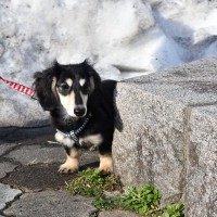 犬が『臆病な性格』かどうか確認する方法とは？怖がりなワンコに育つNG行為まで解説