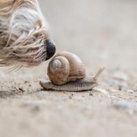 犬が『カタツムリ』を誤食してしまったら…食べたときに現れる危険な症状とは？