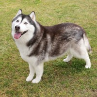 『大型犬』人気ランキングトップ5　大きなワンコの知られざる魅力や飼い方の注意点まで