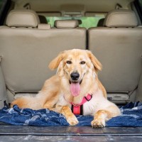 犬は『ドライブ』が好きなの？車に乗せる前にすべき事前準備や必要な安全対策まで