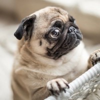 犬の目が『潤んでいる』4つの理由　ウルウルしているときに注意すべき状態まで