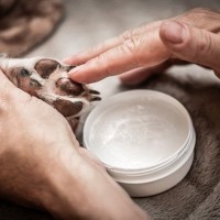 犬の『肉球ケア』しないとどうなる？肉球の役割やトラブルを防ぐためのメンテナンスまで