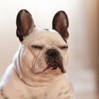 犬が『飽きた』と言っているサイン3つ　退屈しているときの仕草や行動、満足させる方法まで