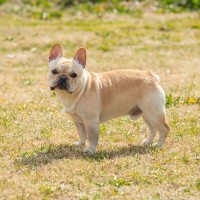 『運動が苦手』な犬種3選　運動能力があまり高くないワンコを遊ばせるときの注意点とは？