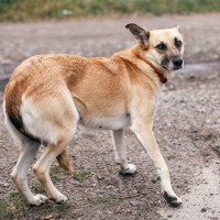『迷子犬』にしてはいけない絶対NG行為3つ　ひとりでいる犬を発見したときの適切な対応まで