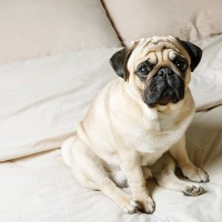 犬の危険な『座り方』3選　放っておくと重症化する可能性も…病気のサインまで解説