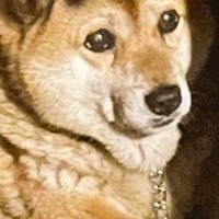 犬の頭に『影が落ちた』結果→まさかのドレッドヘアー？『前髪』ができてしまう光景に3万いいね集まる「素敵ｗｗ」「なんか乗っけてるのかと」