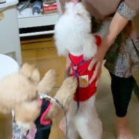 実家へ『2匹の犬を連れて帰省した』結果→おばあちゃんと再会したら…『会いたかった！』大喜びする光景に反響「嬉しさ大爆発」「尻尾がｗｗ」
