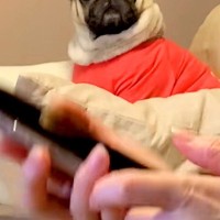 『大嫌いな病院』の予約電話を聞いてしまった犬→この世の終わりのような『絶望の表情』が242万再生「泣きそうで草」「感情が顔に出すぎｗｗ」