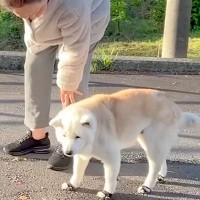目が悪くなってきたおばあちゃん犬→それでもお外を歩きたくて…あまりにも尊い『お散歩を楽しむ光景』に反響「愛が詰まってる」「ほっこり」